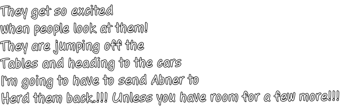 They get so excited when people look at them! They are jumping off the  Tables and heading to the cars I’m going to have to send Abner to  Herd them back.!!! Unless you have room for a few more!!!